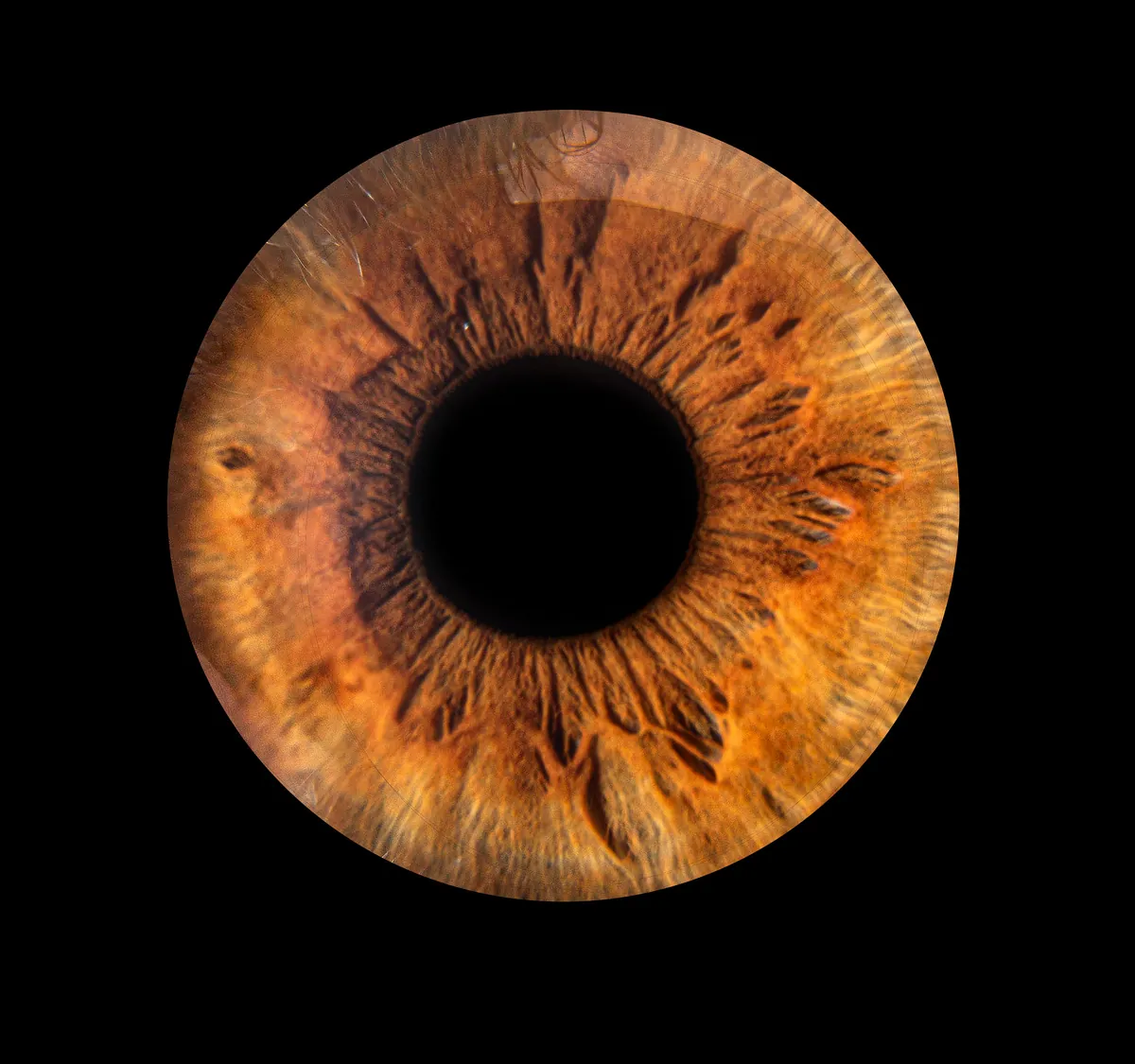Individual iris artwork created from the warm amber and brown iris of Thaiss Windenberger