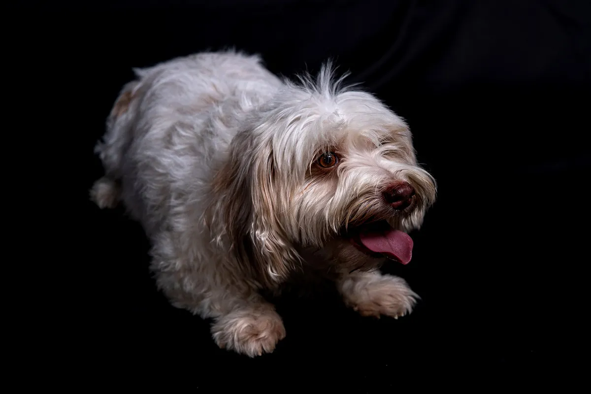 Petit chien Griffon photographié seul en studio sur un fond sombre
